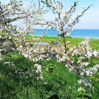 Отличная часть дома на Фонтане с гос. актом ! Одесса