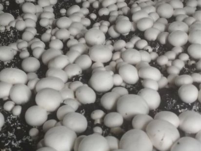 Здам в Оренду Теплиці для вирощування грибів зелені і не тільки ! Івано-Франківськ