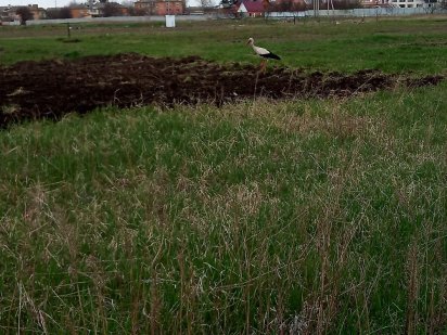 Земельна ділянка Белая Церковь