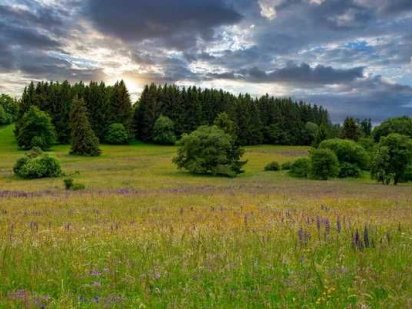 Від власника! Продам терміново 24 сотки в Бучі. Чудова ціна!