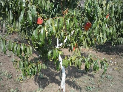 Продам дачну ділянку Кривий Ріг