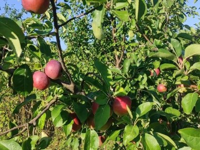 Огород дополнительный Кременчук