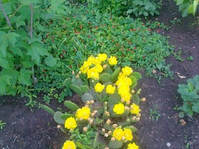 Продам ділянку під забудову загальною площею 22 сотки Кривой Рог