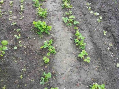 Продам пай 2.5 га Кривой Рог