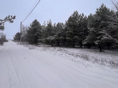 Бровари,Рожівка,ділянка в хвойному лісі,асфальт під'їзд