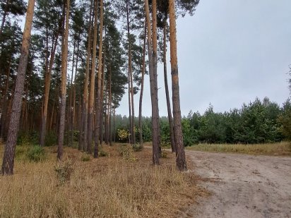 Ділянка в Лісовій зоні біля Старого Пруда з газом!