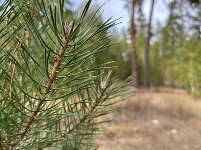 Ділянка 10 сот в Ірпіні, ліс. (вул. Лугова)