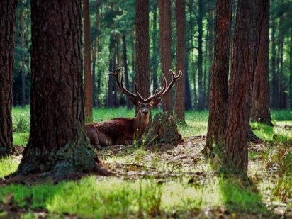 Ділянка біля заповідника Залісся Бровары