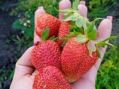 Продам дачний участок 5-й Зарічний Кривий Ріг