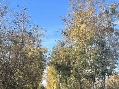 Буча 10 гектар  під забудову в гарному перспективному місці