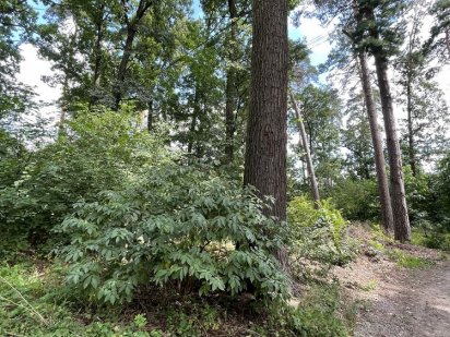 5.5 соток в Лісовій Бучі. Вул. Яснополянська Буча