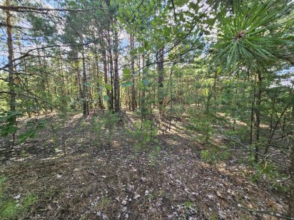 Участок в лесу Михайловка - Рубежовка