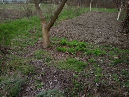 Продам дачну ділянку в Демяновому лазі.Кооператив Пролісок.Ділянка при Ивано-Франковск