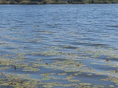 Унікальна пропозиція земельна Ділянка на березі озера  23 сот землі Рівне