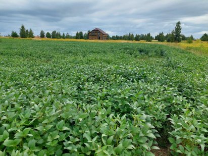 Продам ділянки по 13 сот Масив Київський неподалік об'їздної дороги Ровно