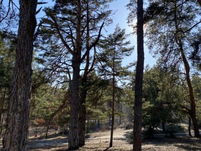 Ділянка під будівництво Ірпінь 10 Лінія в соснах 10 соток