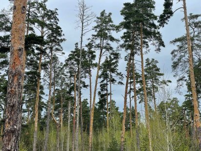 В Лесном Ирпене, ул. Львовская 34г 10сот сосны, природа Ирпень