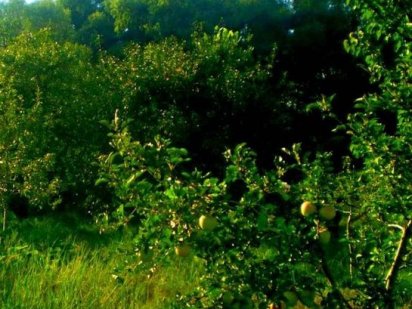 TO Земельна ділянка з будиночком та садом на березі Десни