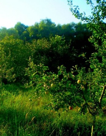 TO Земельна ділянка з будиночком та садом на березі Десни - фото 1