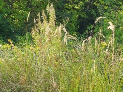 Ділянка під самим кпп Ужгород
