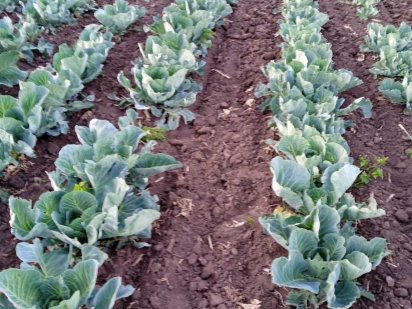 Продається пай Вінниця (район Тяжилова) 1.36га