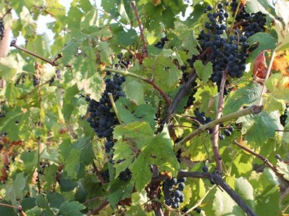 Продається земельна ділянка Черновцы