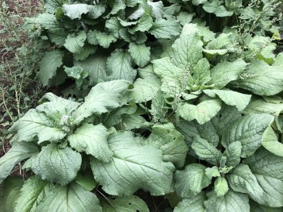 Земельна ділянка для забудови 0,10 га Черновцы