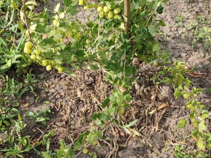 Продам участок 10 соток "Соловьиная роща"