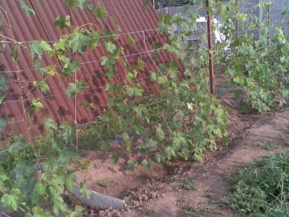 Продаж двох дачних ділянок в Розумовці. Запорожье