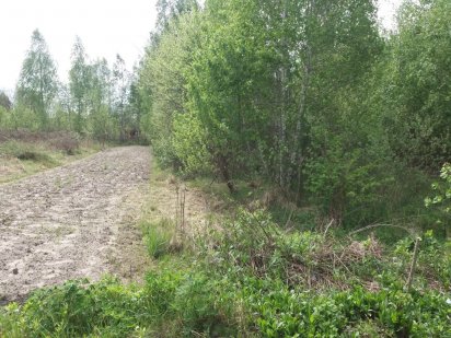 Два участки Тетеревський масив Буки Житомир