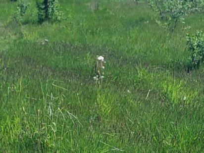 Продам участок в Олиевки Житомир