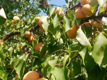 Продам дачний участок р-н ул.Полтавской 10 соток! Кропивницкий