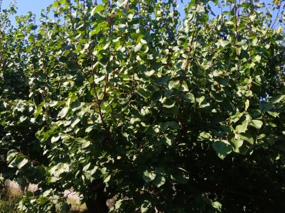 Продам земельный участок