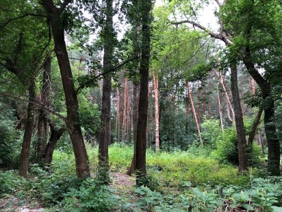 Ділянка в лісі. 10 хвилин до центру міста Кропивницький