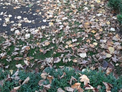 Продажа земли Лелековка