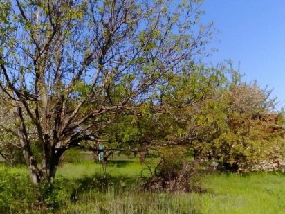 Продам дачний участок на колосе Кропивницкий