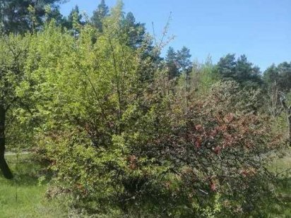 Участки по 10сот. Бортничи 42000у.е. Киев