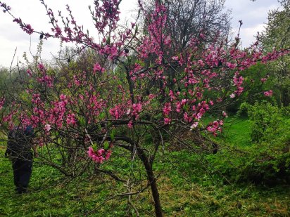 Продам дачну ділянку у Львові Терміново! Львів