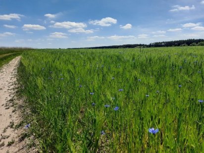Земельна ділянка 1,6 Га. Стара Люстдорфська Одесса