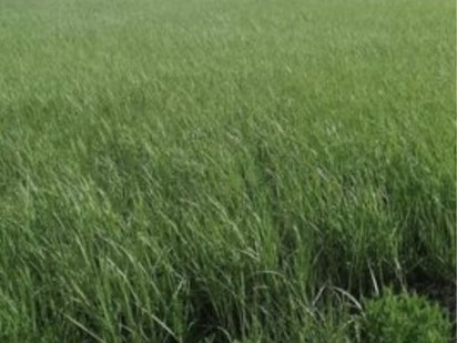 Продам участок под застройку в Васищево Харків