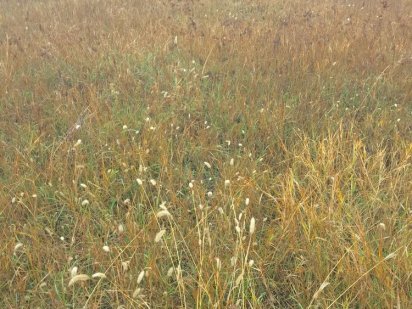 Ділянка чернозему Киев