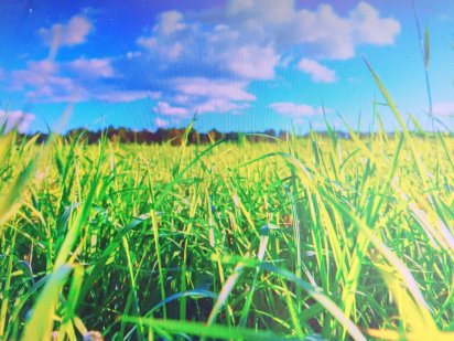 Земельный участок Братское, ул. Луговая Дніпро