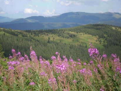 Продам земельну ділянку в місті Яремче