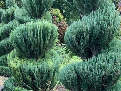 Фасад 26,7 м. Ділянка місто Бориспіль 10 соток Бориспіль