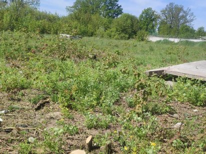 Продам земельну ділянку 1га. Гайок.Фасад.