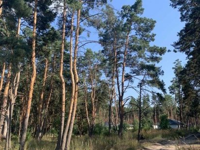 Участок в лесной части Бучи