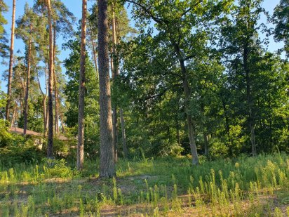 Буча продаж ділянки