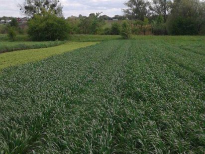 Продам земельный участок Белая Церковь