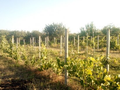 Продам дачу возле Макулана (3 смежных участка) Кривий Ріг