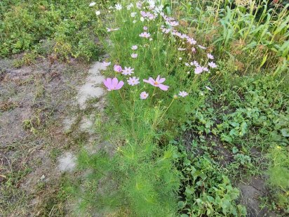 Буча ділянка 5,3 сотки вул Південна